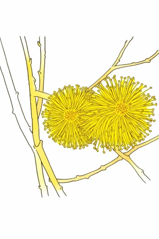 Малюнки до свят: квітуча верба на Вербну неділю скачати та роздрукувати в форматі А4