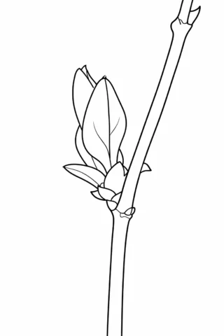 Розмальовки пори року: Весняна брунька на гілці скачати та роздрукувати в форматі А4