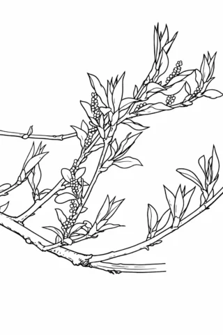 Розмальовки пори року: Весняні бруньки черемхи скачати та роздрукувати в форматі А4