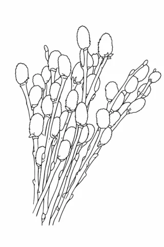 Розмальовки до свят: гілочки верби до Вербної неділі скачати та роздрукувати в форматі А4