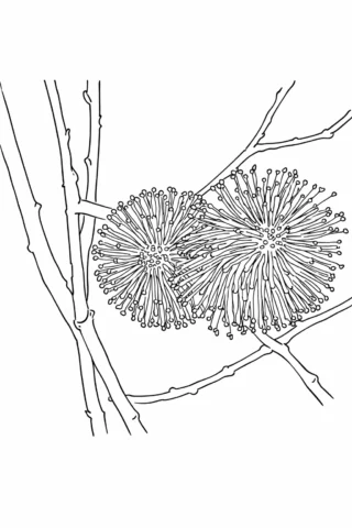 Розмальовки до свят: квітуча верба на Вербну неділю скачати та роздрукувати в форматі А4