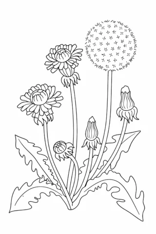 Розмальовка «Кульбаби з пухнастими кульками» скачати та роздрукувати в форматі А4