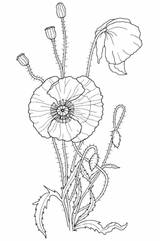 Розмальовка «Польовий мак з бутонами» скачати та роздрукувати в форматі А4