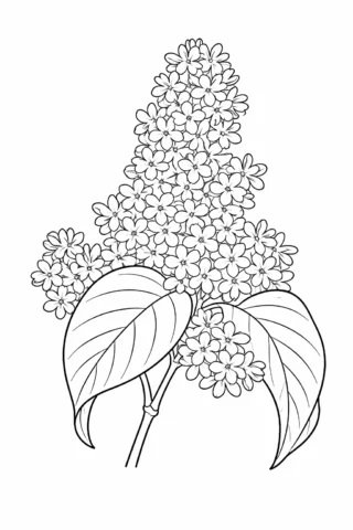 Розмальовка «Квітучий бузок з листям» скачати та роздрукувати в форматі А4